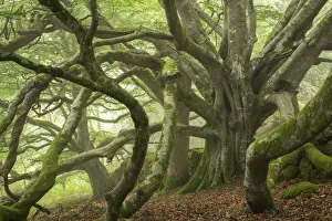 Ancient Beech Tree Print, Dartmoor National Park