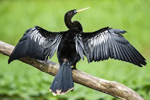 Tropical Bird Photography Prints: Anhinga (Anhinga Anhinga) bird, Tortuguero National Park, Limon Province, Costa Rica