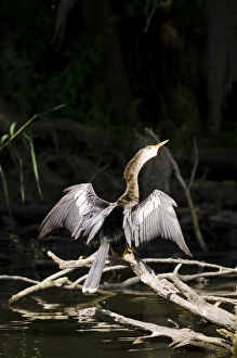 UNESCO World Heritage Site Florida Prints: Anhinga (Anhinga anhinga), Everglades
