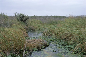 United States Nature Reserves Prints: Anhinga trail