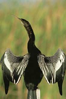 Colorful Natural World Images Prints: Anhingas drying wings