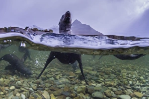 Antarctica fur seal pup (Arctocephalus gazella), above and below underwater in Husvik Bay Antarctica fur seal pup (Arctocephalus gazella), above and below underwater in Husvik Bay