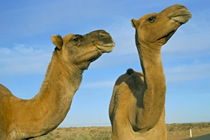 Arabian camels (Camelus dromedarius), feral in outback, New South Wales Arabian camels (Camelus dromedarius), feral in outback, New South Wales