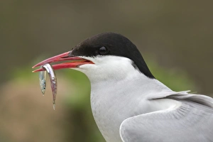 Arctic tern (Sterna paradisaea) with sandeel, Inner Farne, Northumberland, England Arctic tern (Sterna paradisaea) with sandeel, Inner Farne, Northumberland, England
