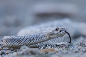 Ash colored morph of the endemic rattleless rattlesnake (Crotalus catalinensis) Ash colored morph of the endemic rattleless rattlesnake (Crotalus catalinensis)
