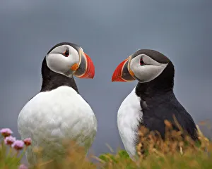 Atlantic Puffin (Fratercula arctica) pair, Iceland, Polar Regions Atlantic Puffin (Fratercula arctica) pair, Iceland, Polar Regions