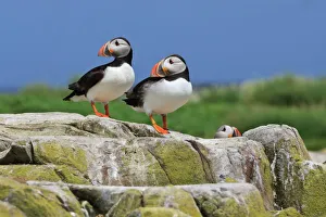 Atlantic puffins (Fratercula arctica) on a rock against a blue sky, Inner Farne, Farne Islands, Northumberland, England Atlantic puffins (Fratercula arctica) on a rock against a blue sky, Inner Farne, Farne Islands, Northumberland, England