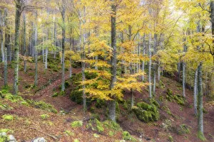 Autumn colors in the forest of Cansiglio in morning fog, Treviso province, Veneto, Italy Autumn colors in the forest of Cansiglio in morning fog, Treviso province, Veneto, Italy