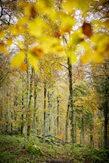 Autumn colors in the lush forest of Cansiglio, Treviso province, Veneto, Italy, Europe Autumn colors in the lush forest of Cansiglio, Treviso province, Veneto, Italy, Europe