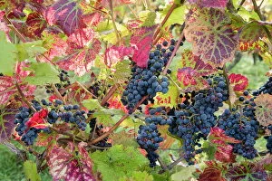 Images Dated 26th January 2000: Autumn grapes and vines, Denbies vineyard, Dorking, Surrey, England, United Kingdom