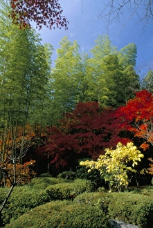 Maples In Autumn Season Prints: Autumn maples