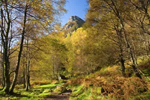 Autumn In Scotland Prints: Autumn view along path to the summit of Ben A an, near Aberfoyle, Loch Lomond