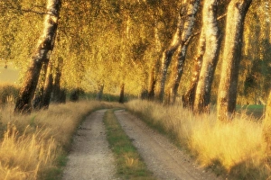 Evening Light In Bavaria Prints: Avenue of birch trees in evening light