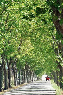 Avenue of plane trees, Lancon, Bouches du Rhone, Provence, France, Europe Avenue of plane trees, Lancon, Bouches du Rhone, Provence, France, Europe