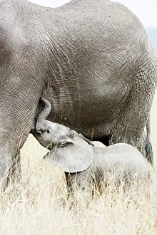 Baby African elephant and mother (Loxodonta africana), Serengeti National Park, UNESCO Baby African elephant and mother (Loxodonta africana), Serengeti National Park, UNESCO