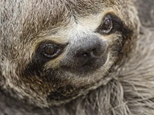 Baby brown-throated sloth (Bradypus variegatus), San Francisco, Amazon Basin, Loreto Baby brown-throated sloth (Bradypus variegatus), San Francisco, Amazon Basin, Loreto