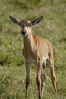 Baby Topi (Tsessebe) (Damaliscus lunatus), Masai Mara National Reserve Baby Topi (Tsessebe) (Damaliscus lunatus), Masai Mara National Reserve