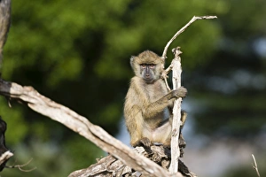 A baby yellow baboon (Papio hamadryas cynocephalus), resting on a tree branch, Tsavo A baby yellow baboon (Papio hamadryas cynocephalus), resting on a tree branch, Tsavo