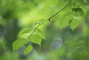 Beech Trees In Autumn Prints: Backlit beech leaves