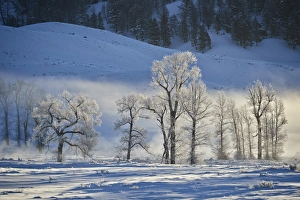 Backlit frost-covered cottonwood trees in the winter, Yellowstone National Park Backlit frost-covered cottonwood trees in the winter, Yellowstone National Park