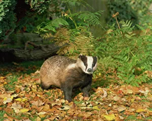 Badger (Meles Meles), United Kingdom, Europe