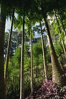 West Indies Travel Prints: Balata Gardens