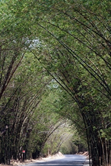 Bamboo Avenue, St. Elizabeth, Jamaica, West Indies, Caribbean, Central America Bamboo Avenue, St. Elizabeth, Jamaica, West Indies, Caribbean, Central America