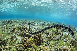 Banded sea krait (Laticauda colubrina) searching for food on Sebayur Island, Flores Sea Banded sea krait (Laticauda colubrina) searching for food on Sebayur Island, Flores Sea