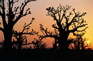 Prints of Bandia Forest, Senegal, Africa Senegal Prints: Bandia Forest Print, Senegal Landscape