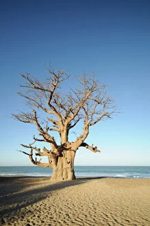 Saloum Delta Collection: Baobab tree, Sine Saloum Delta, Senegal, West Africa, Africa