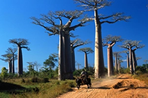 Baobab Tree Print, Morondava, Madagascar