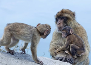 Cute Monkey Photos Prints: Barbary macaques (Macaca sylvanus) interaction, Gibraltar, Europe
