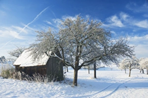 German Countryside Winter View Prints: Barn and apple trees in winter