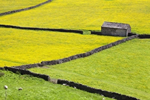 Barn and dry stone walls in buttercup meadows at Gunnerside, Swaledale, Yorkshire Dales, Yorkshire, England Barn and dry stone walls in buttercup meadows at Gunnerside, Swaledale, Yorkshire Dales, Yorkshire, England