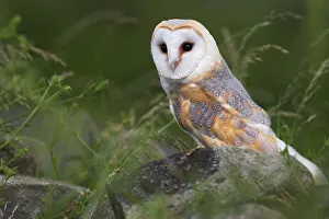 Barn owl on dry stone wall, Tyto alba, United Kingdom, Europe Barn owl on dry stone wall, Tyto alba, United Kingdom, Europe