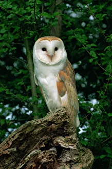 Prints of Barn owl, Warwickshire, England, United Kingdom, Europe Warwickshire Prints: Barn Owl Print, Warwickshire Landscape
