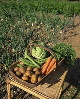 A basket of vegetables, potatoes, carrots, beans and cabbage, outdoors A basket of vegetables, potatoes, carrots, beans and cabbage, outdoors