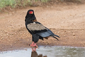 A bateleur eagle (Terathopius ecaudatus) at a water pool, Tsavo, Kenya, East Africa A bateleur eagle (Terathopius ecaudatus) at a water pool, Tsavo, Kenya, East Africa