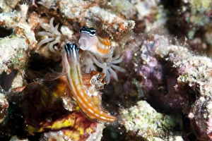 Colorful Marine Animal Prints: Baths blenny (Ecsenius bathi), localized