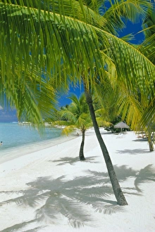 Tropical Island Paradise Found Prints: Beach, Bora Bora (Borabora)