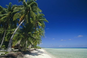 Tuamotu Archipelago Islands Prints: Beach, Rangiroa Atoll