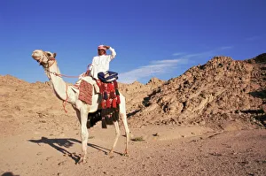 Bedouin and camel, Sinai, Egypt, North Africa, Africa Bedouin and camel, Sinai, Egypt, North Africa, Africa