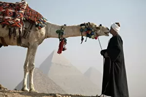 Historic Cairo Collection: A Bedouin guide with his camel, overlooking the Pyramids of Giza, UNESCO World Heritage Site