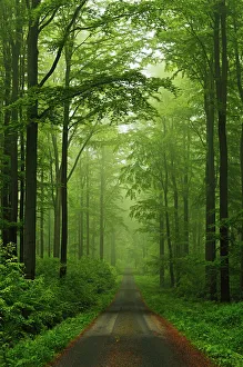Beech forest, Erzgebirge, Saxony, Germany, Europe Beech forest, Erzgebirge, Saxony, Germany, Europe