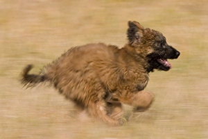 Images Dated 29th February 2008: Belgian Shepherd Print, Laekenois Breed