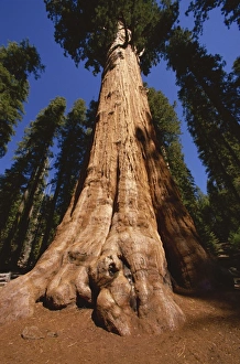 California Nature Photography Prints: Ben Sherman Tree, Sequoia Park, California, United States of America, North America