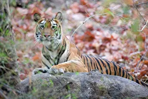 Bengal Tiger Print