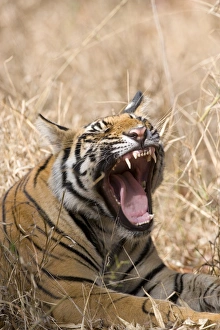 Bengal Tiger Print, Bandhavgarh National Park
