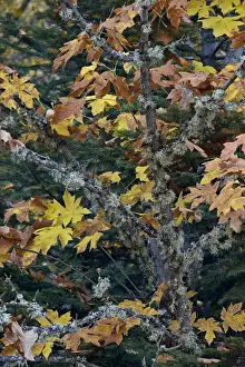 Autumn Tree Photography Prints: Bigleaf maple (Oregon maple) (Acer macrophyllum) in the fall