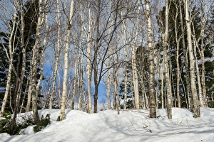 Birch tree forest in the Daisetsuzan National Park, UNESCO World Heritage Site, Hokkaido Birch tree forest in the Daisetsuzan National Park, UNESCO World Heritage Site, Hokkaido